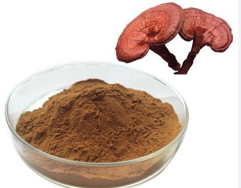 ganoderma lucidum mushroom extract.png